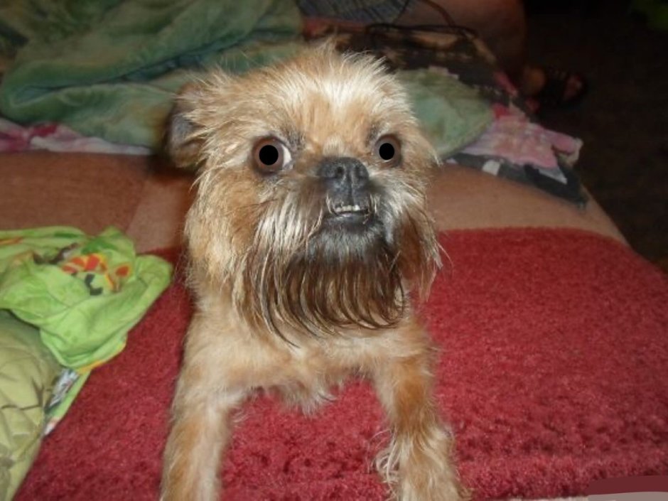 Метис Йорка и пекинеса