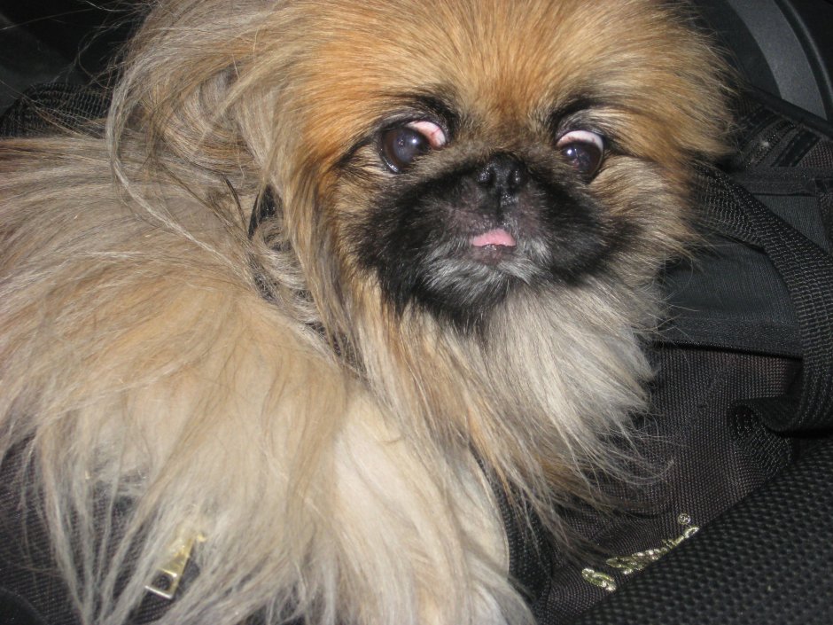 Пинчер Пекинес