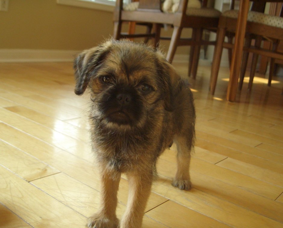 Брюссельский гриффон / Мопс (гибрид