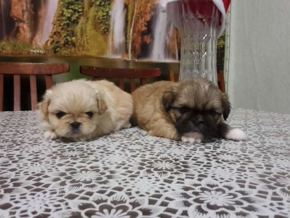 Ши тцу и Пекинес