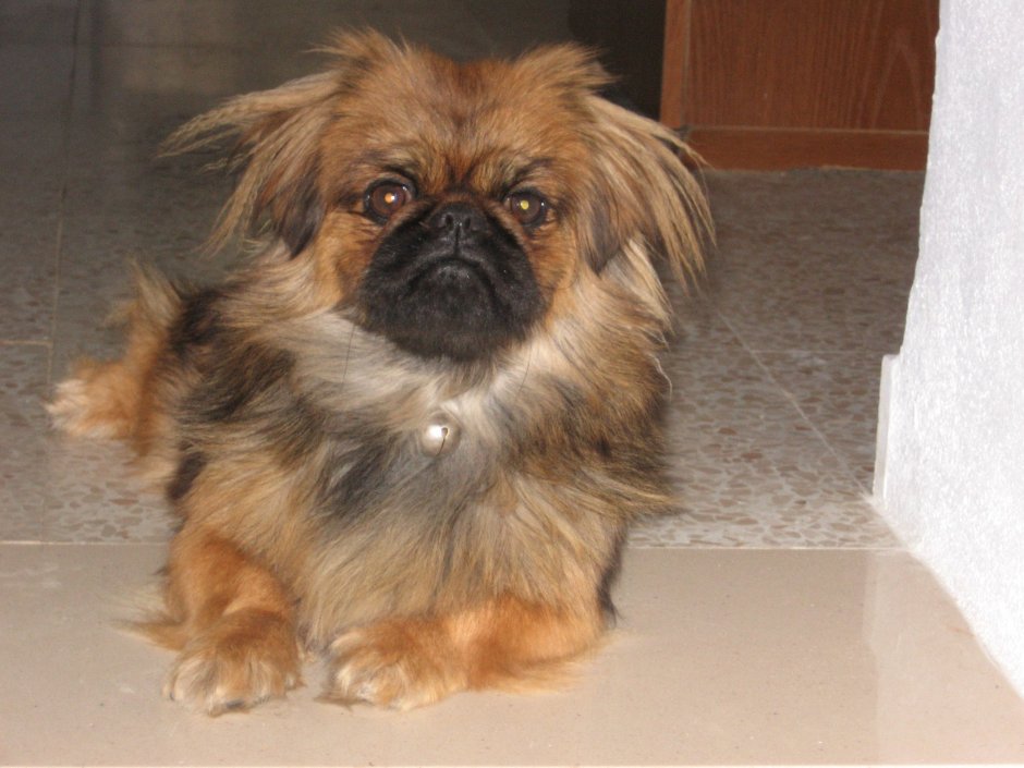 Жесткошерстный Пекинес