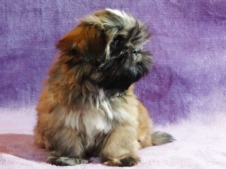 Метис ши тцу и гриффона