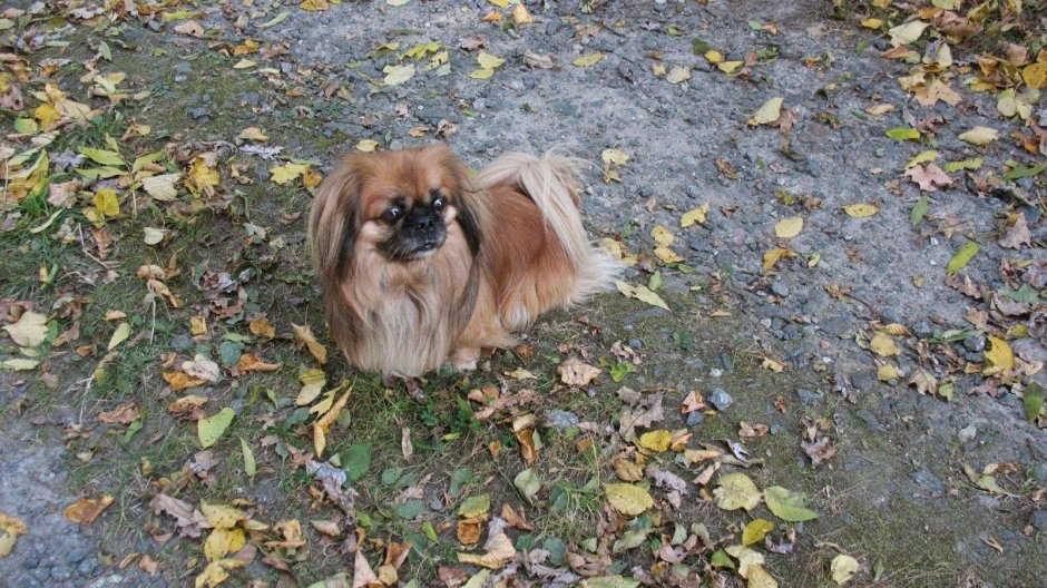 Метис пекинеса и терьера