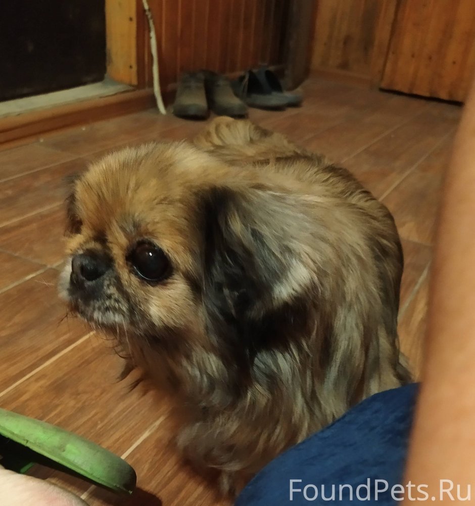 Метис чихуахуа и пекинеса