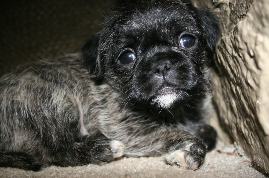 Метис МОПСА И йоркширского терьера