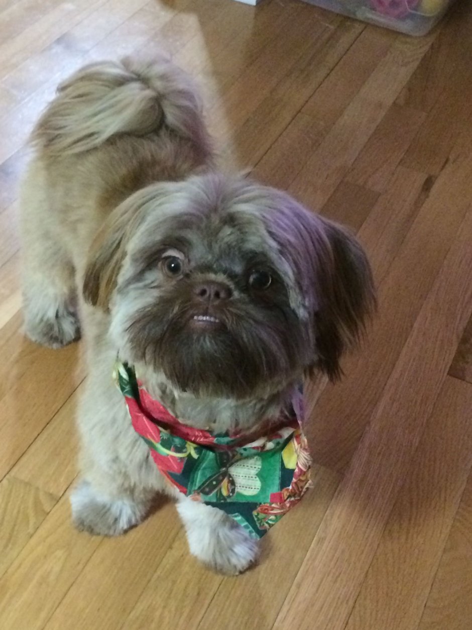 Метис ши тцу