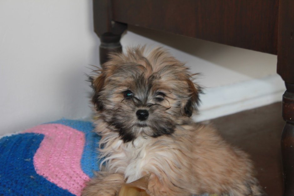 Помесь Йорка