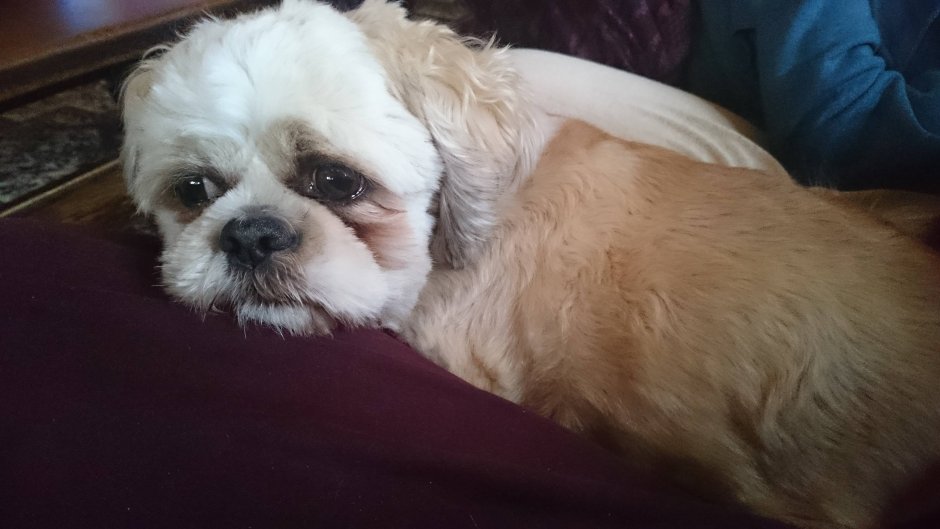 Шицу собака фото с выпавшими глазами