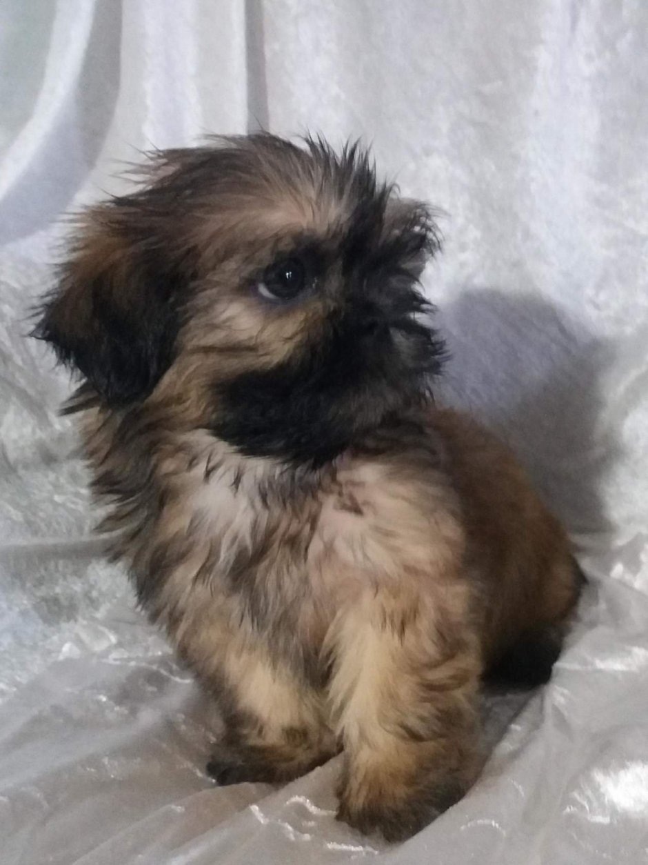 Метис ши тцу и шпица