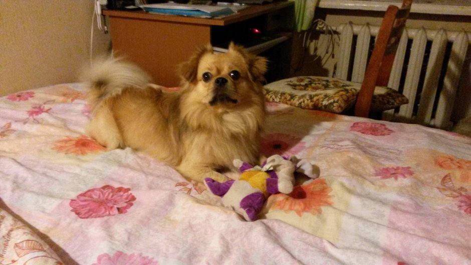 Метис шпица и пекинеса