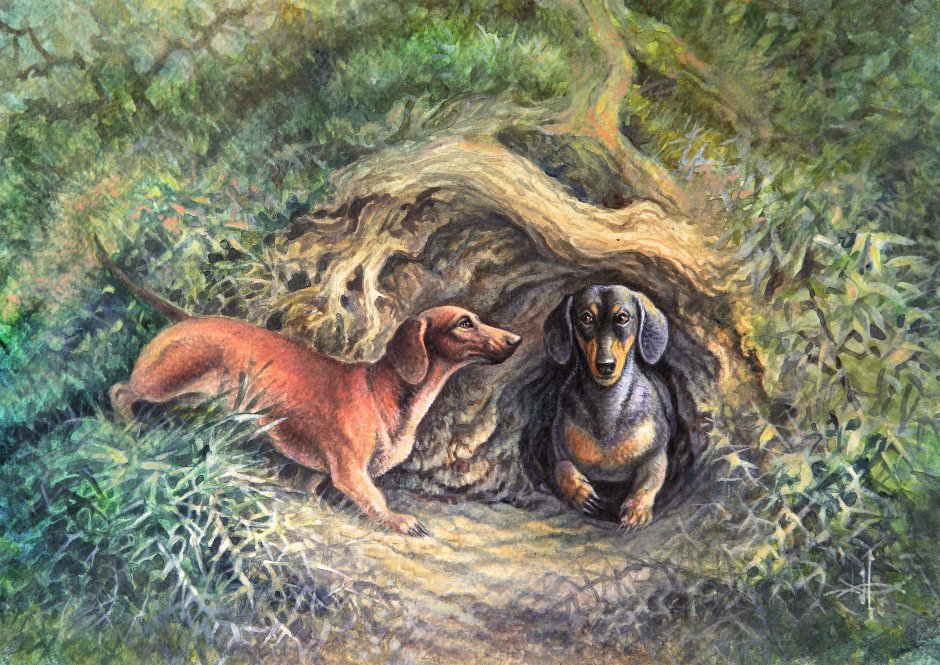 Такса норная собака