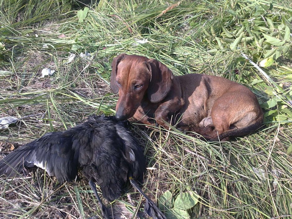 Такса охотничья норная