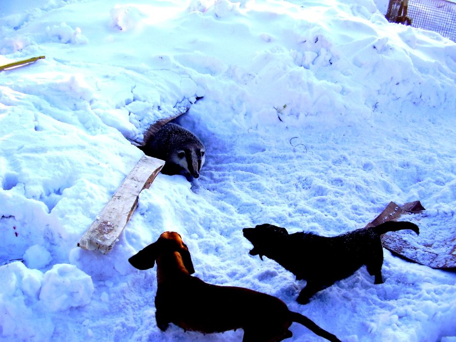 Породы собак для Норной охоты