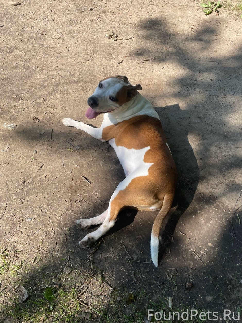 Баргузинский Соболь