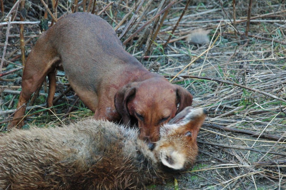 Такса норная собака