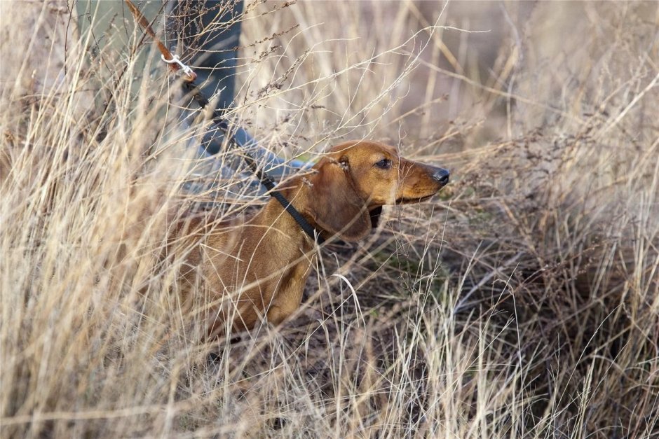Такса охотничья норная