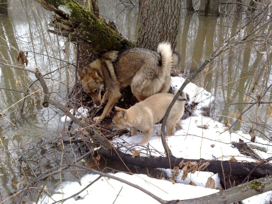Западно Сибирская лайка на охоте