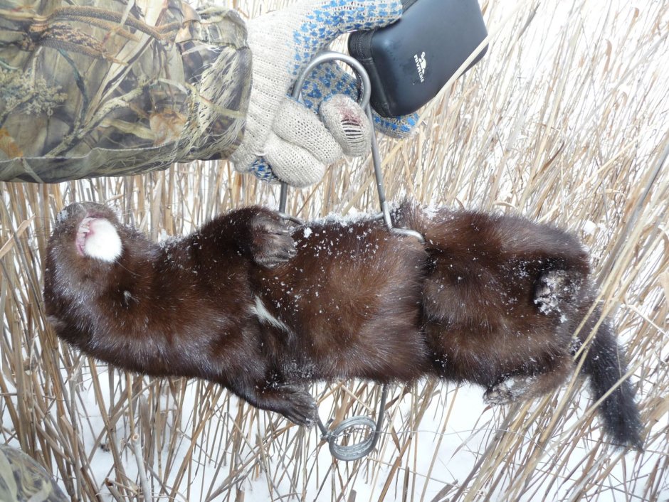 Капканный промысел норки