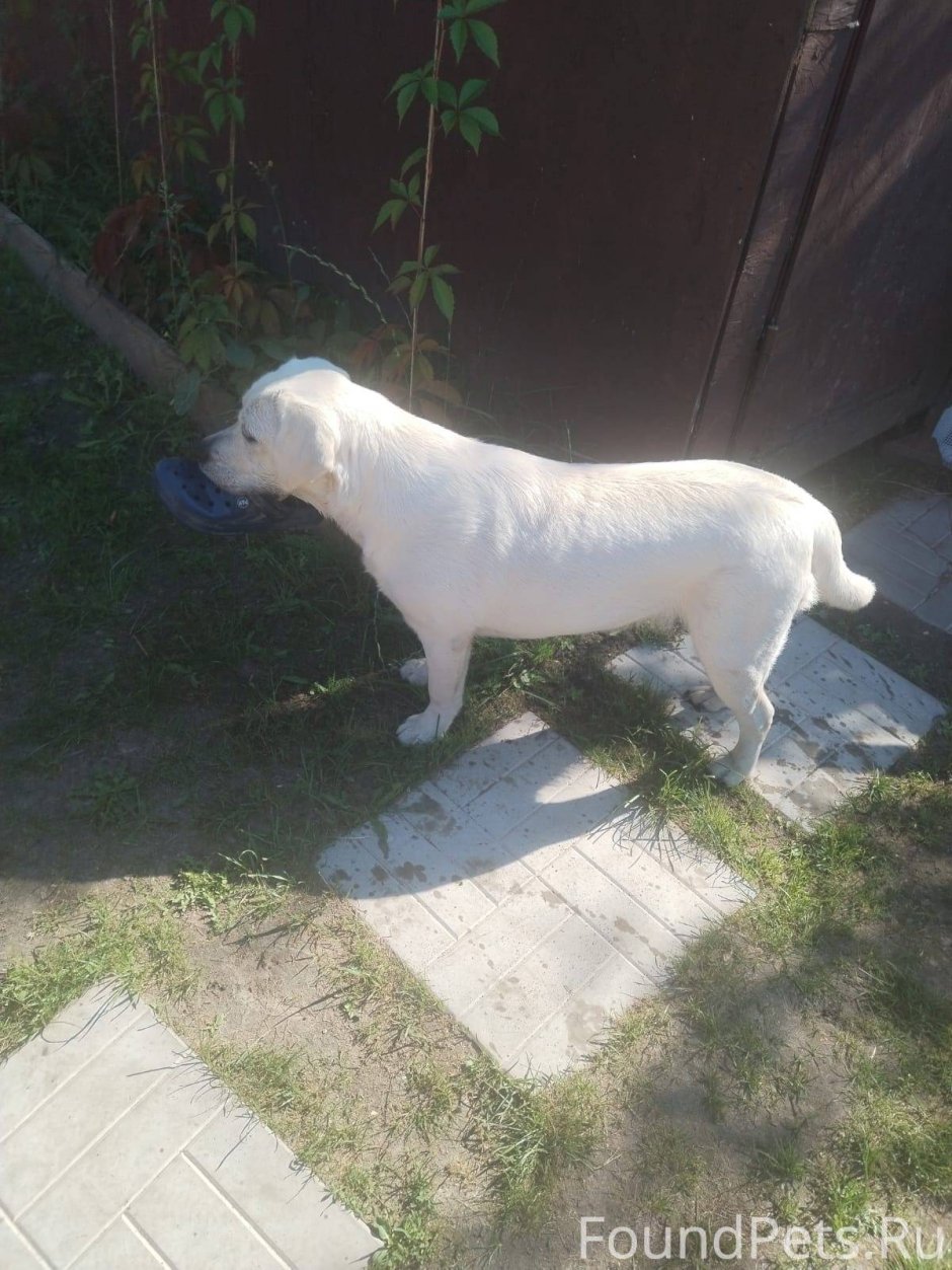 Голубая норка зверек