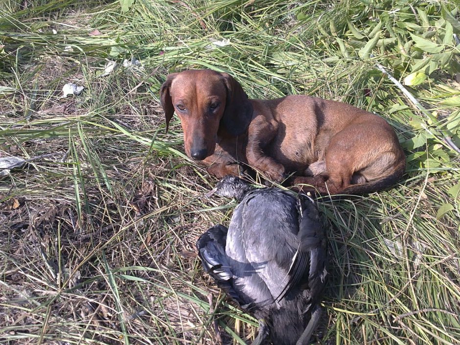 Кроличья такса на охоте