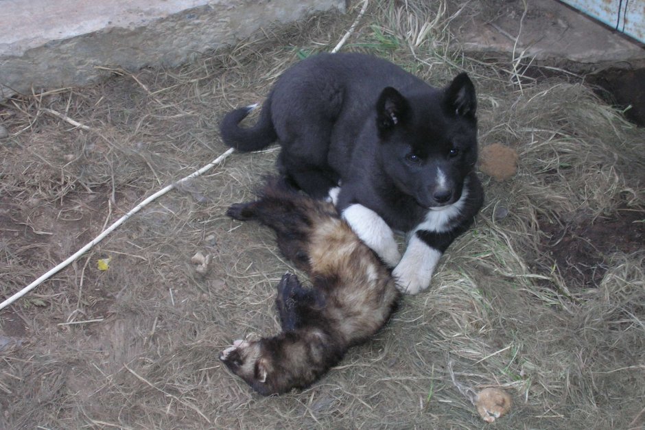 Норка для собаки