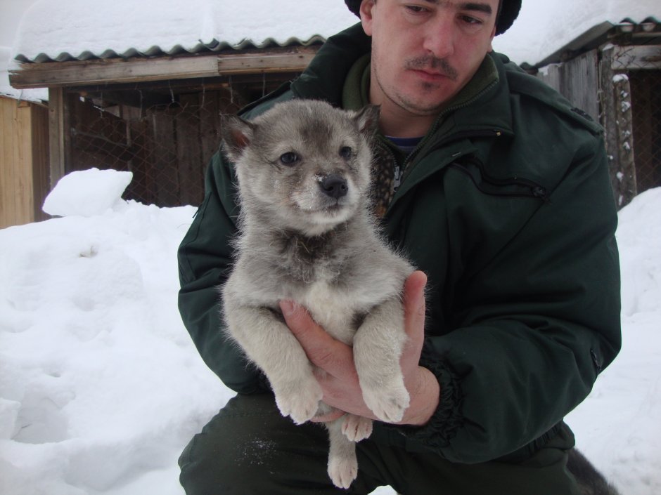 Норка для собаки