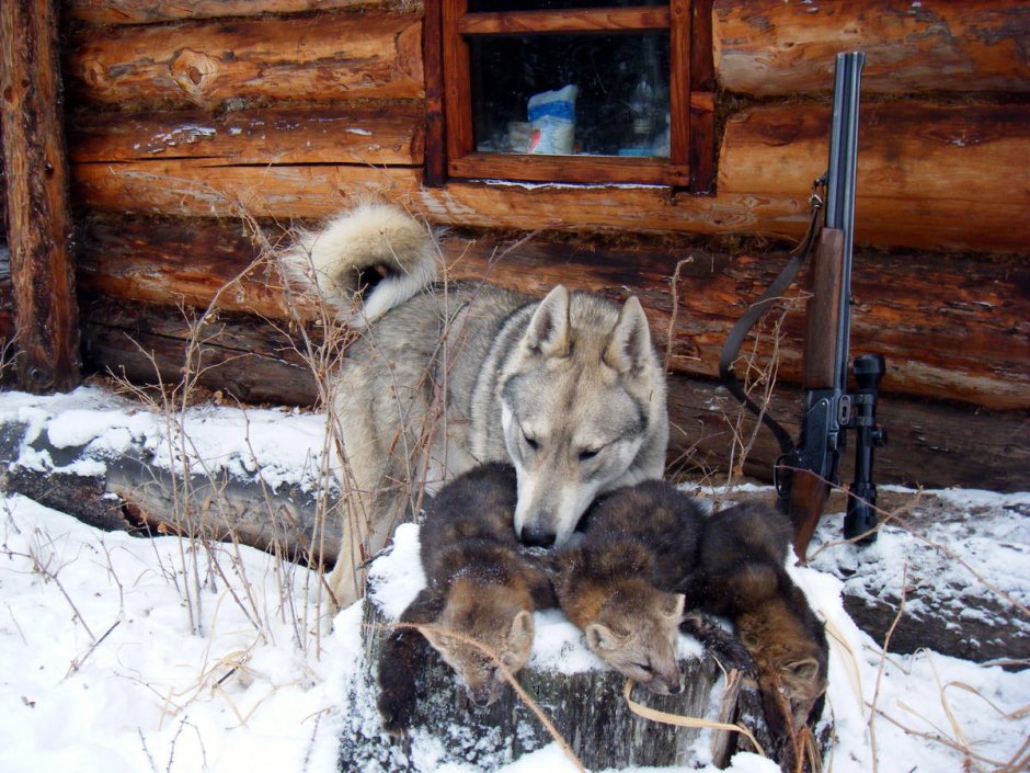 Западно Сибирская лайка на охоте