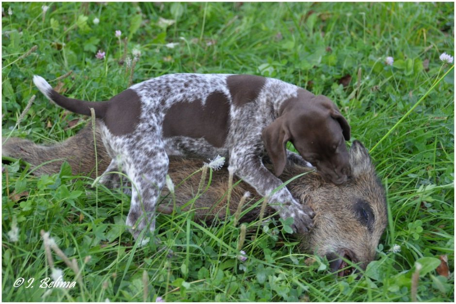 Охотничья собака для норок