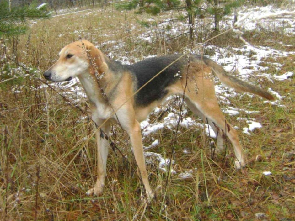 Русская гончая щенки