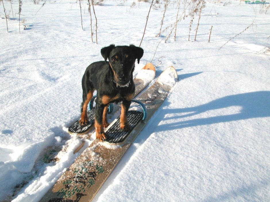 Собака на лыжах