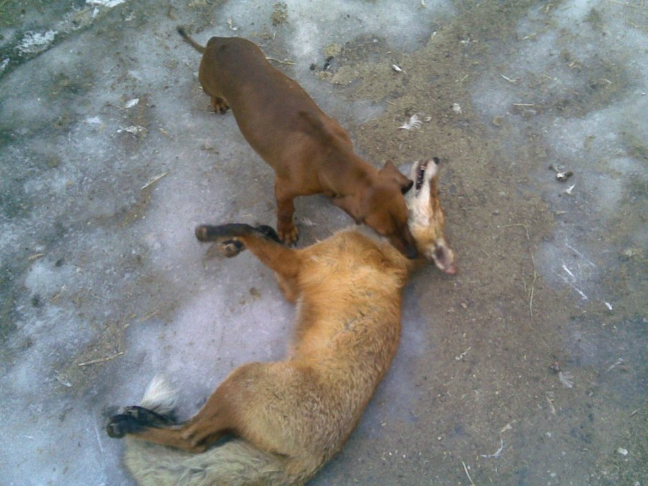 Такса охотится на барсука