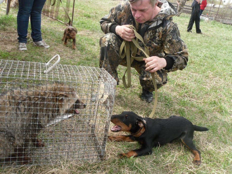 Собака охотник норная Ягдтерьер