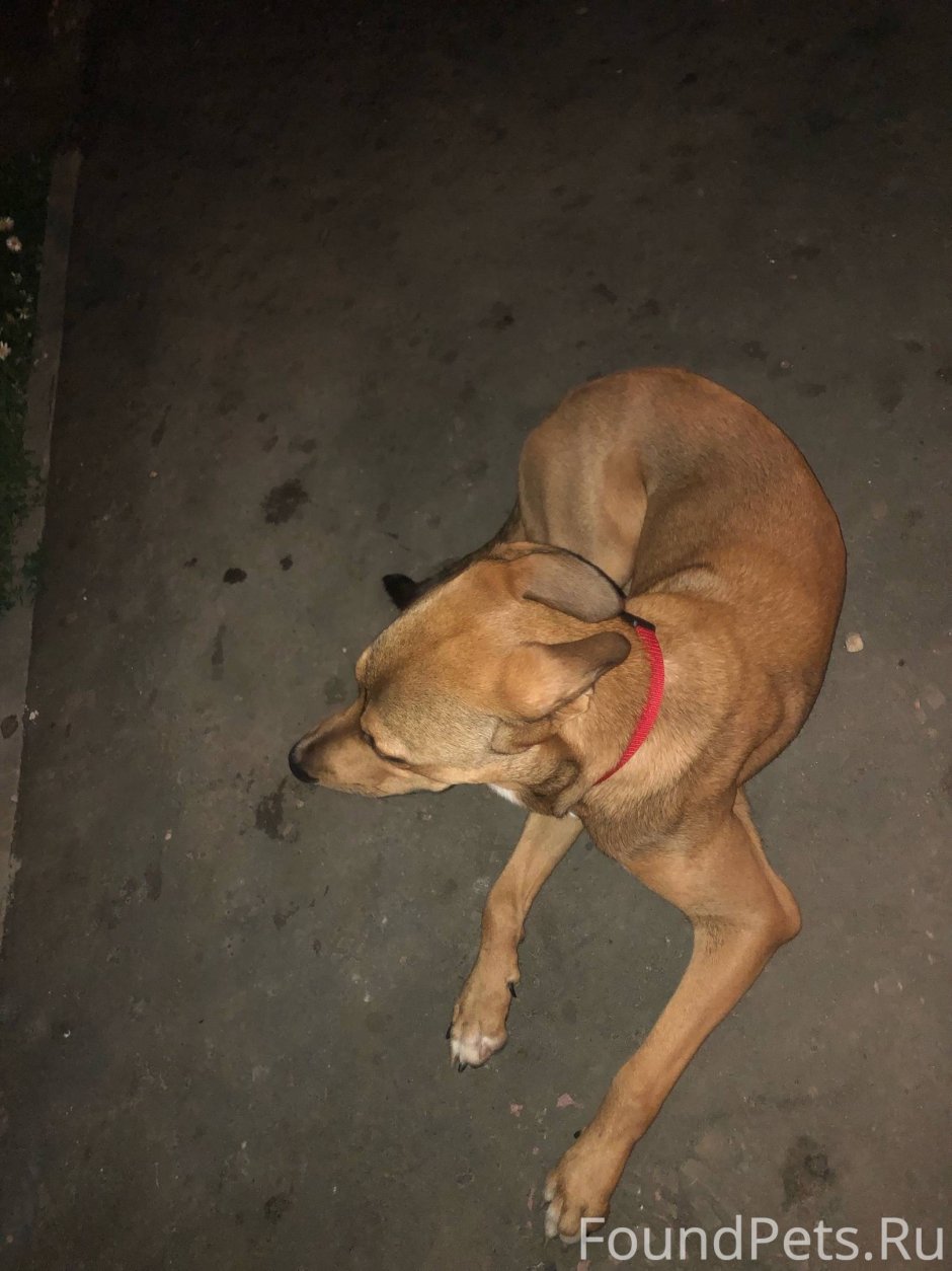 Такса породы охотничьих собак