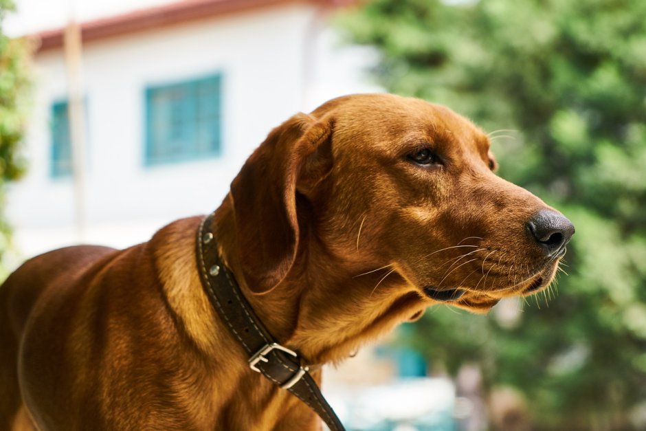 Зрение собаки охота