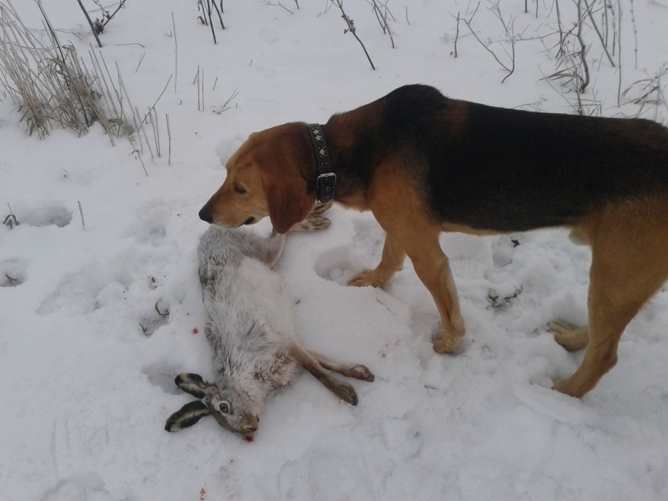 Русская гончая следовая