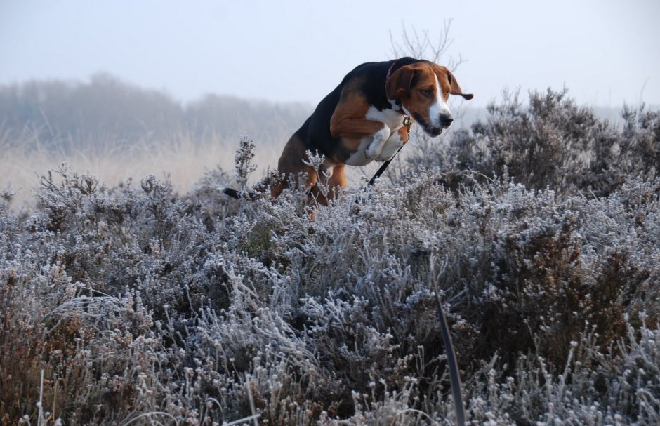 Гамильтонстёваре охота