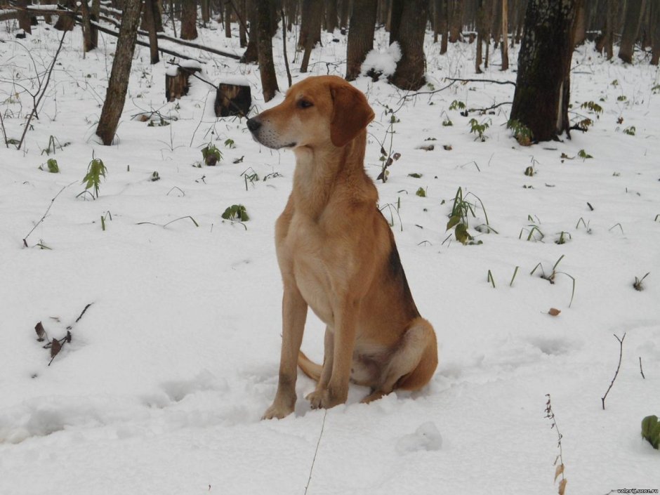 Охотничьи собаки гончая рыжая
