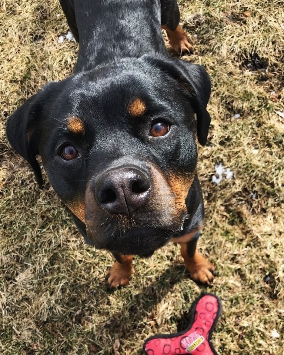 Ротвейлер Стаффорд смесь