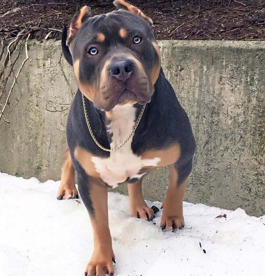 Ротвейлер и Стаффорд