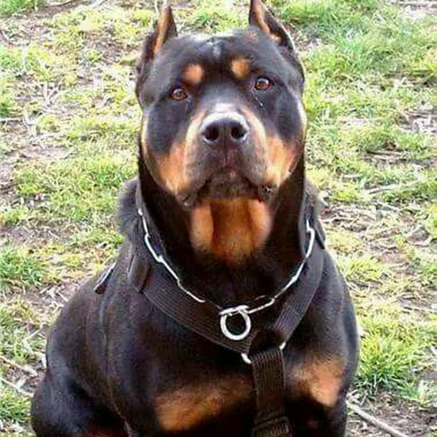 Ротвейлер с купированными ушами