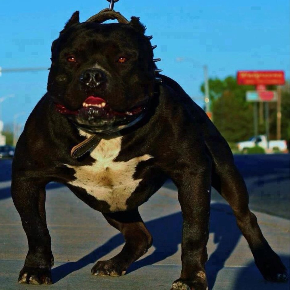 Ротвейлер и американский стаффордширский