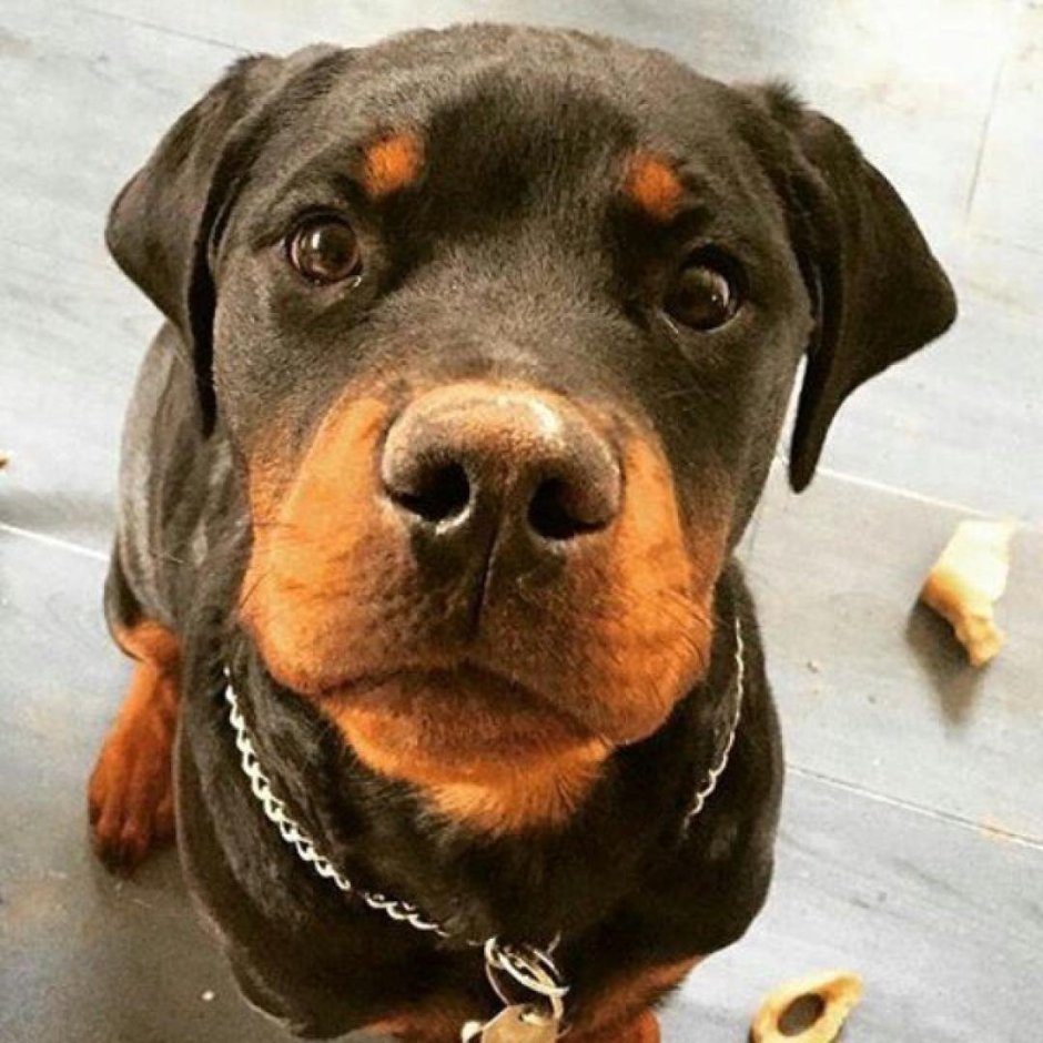 Ротвейлер и Стаффорд