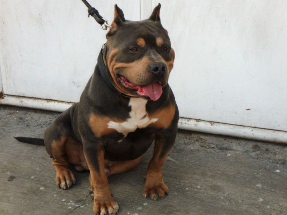 Амстафф и ротвейлер