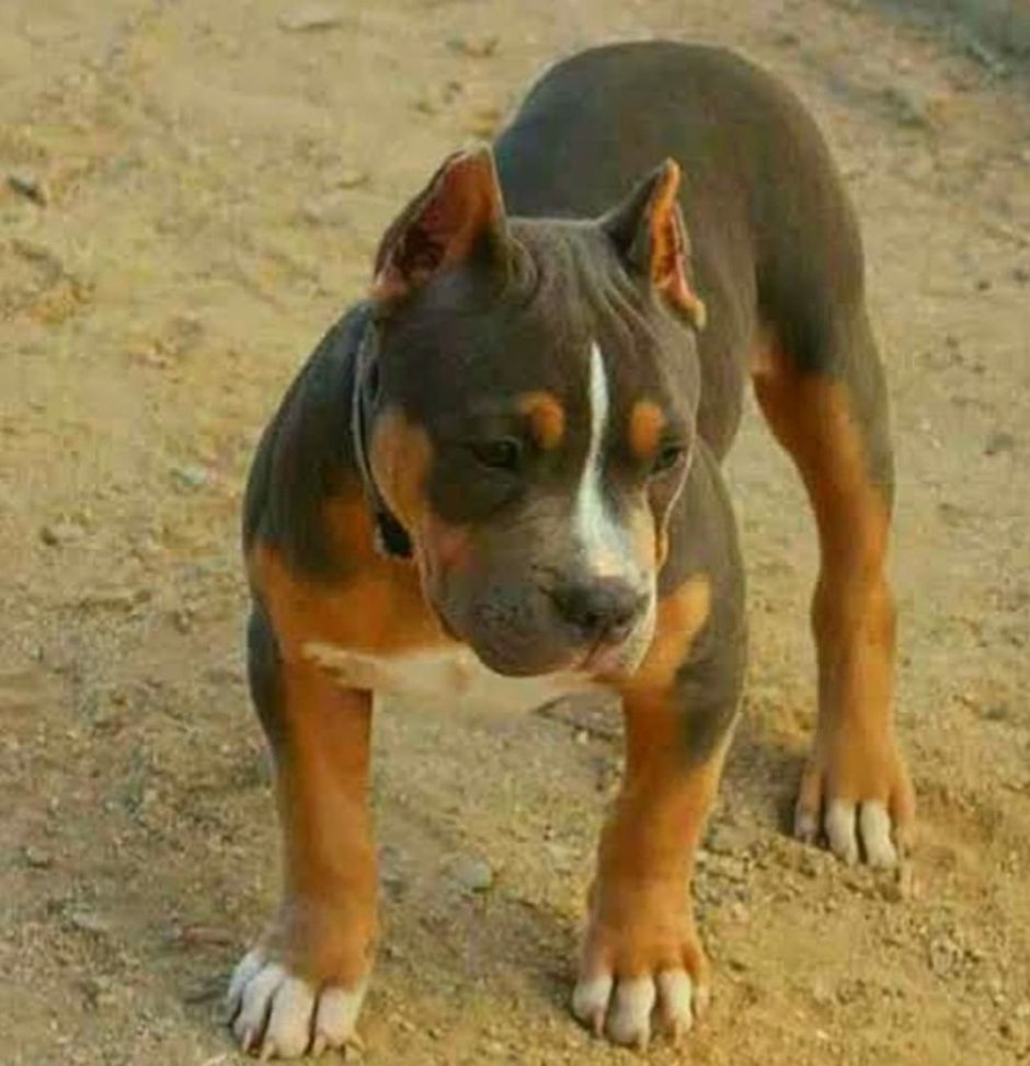 Доберман Стаффорд ротвейлер питбуль