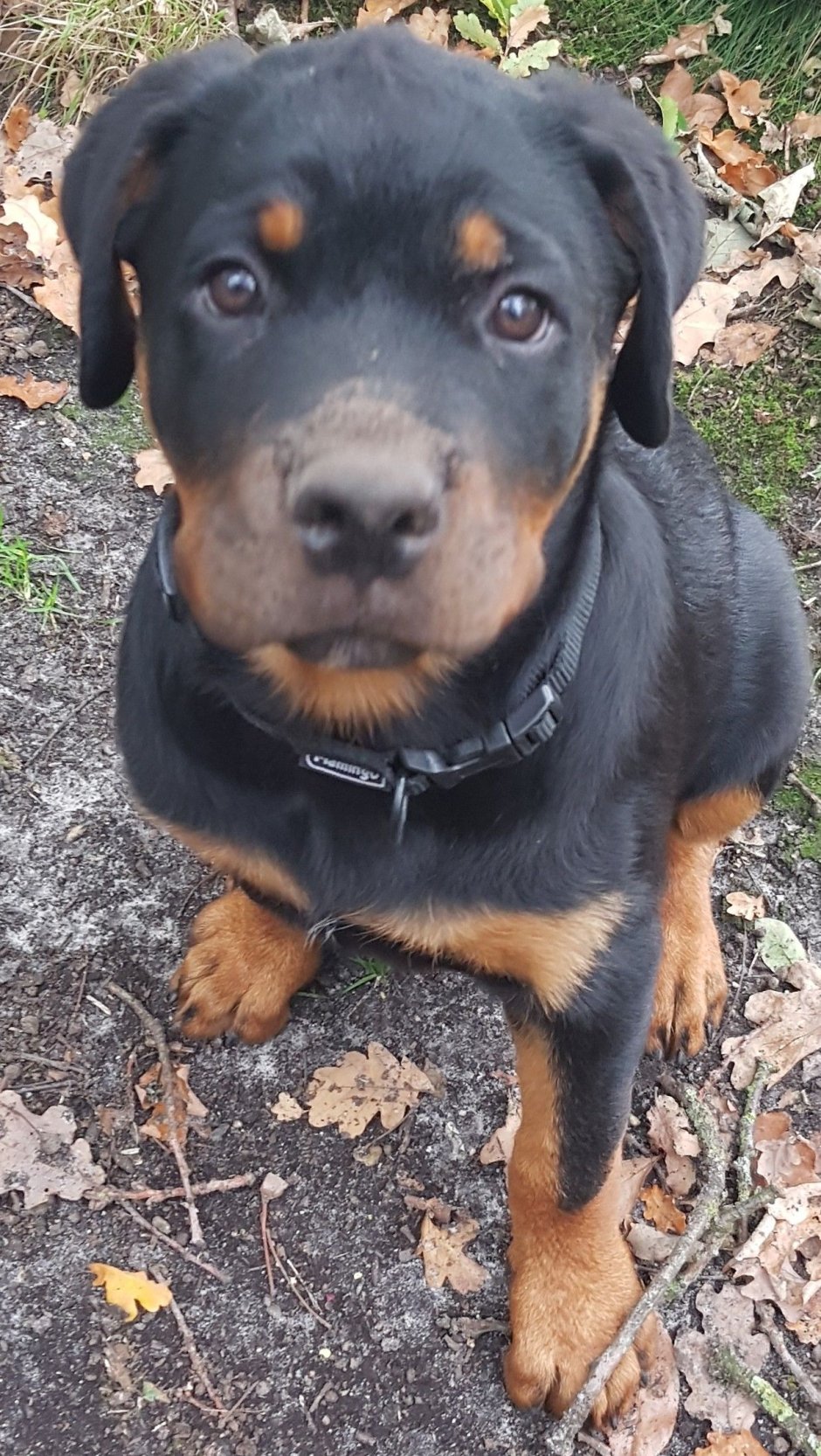 Ротвейлер Стаффорд смесь