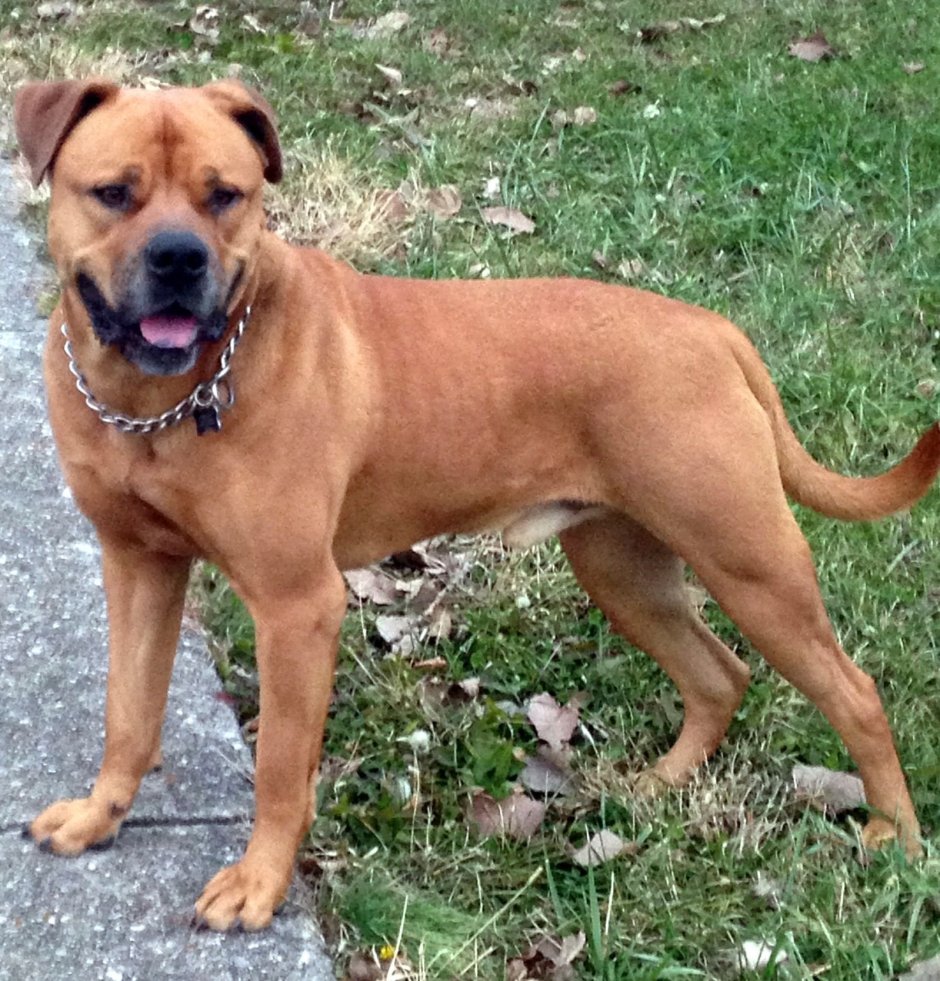 Помесь боксера и ротвейлера