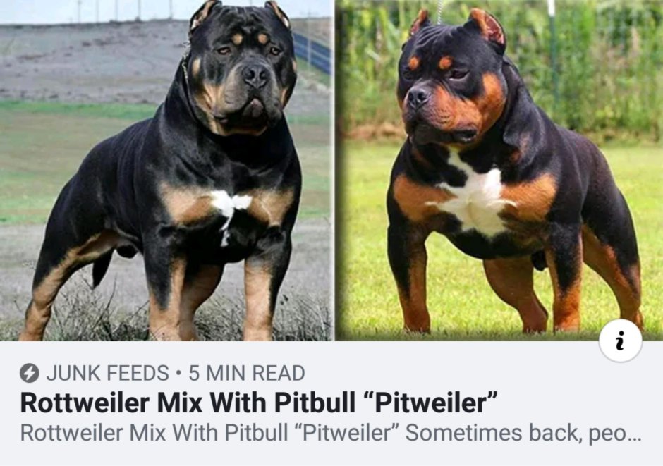Ротвейлер и питбуль
