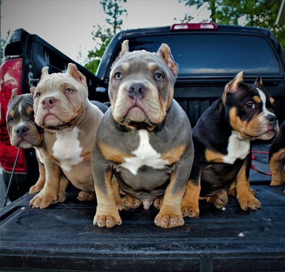 Ротвейлер и питбуль