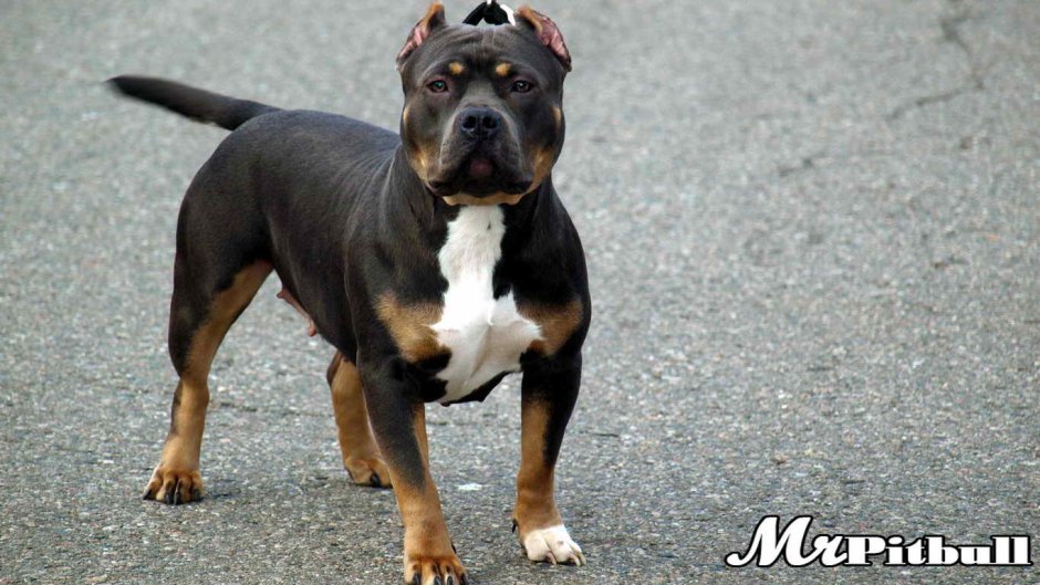 Подпалый стаффордширский терьер