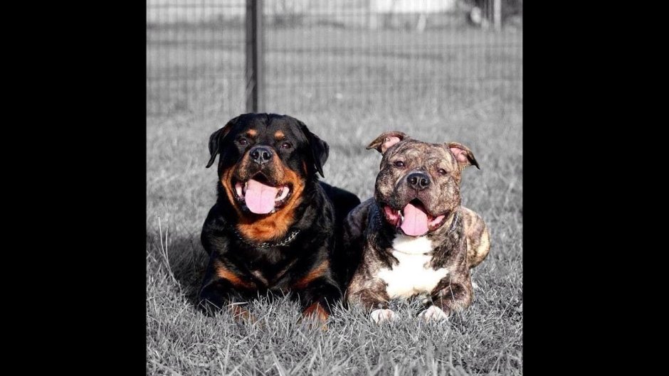 Амстафф и ротвейлер